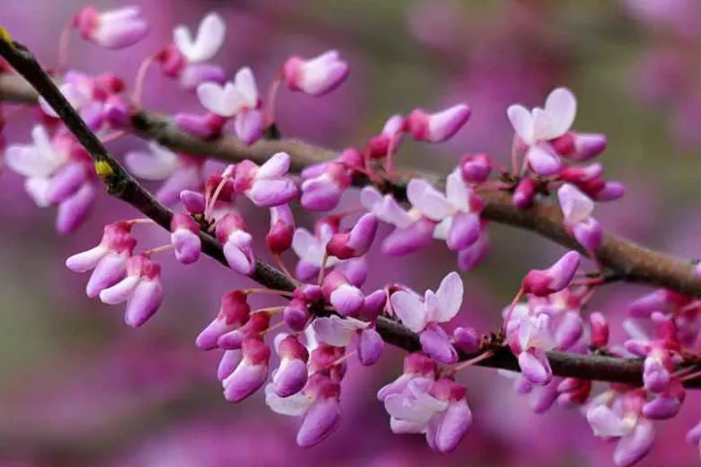 Cercis Canadensis Black Pearl Single Stem - View 10 from www redcrocus com