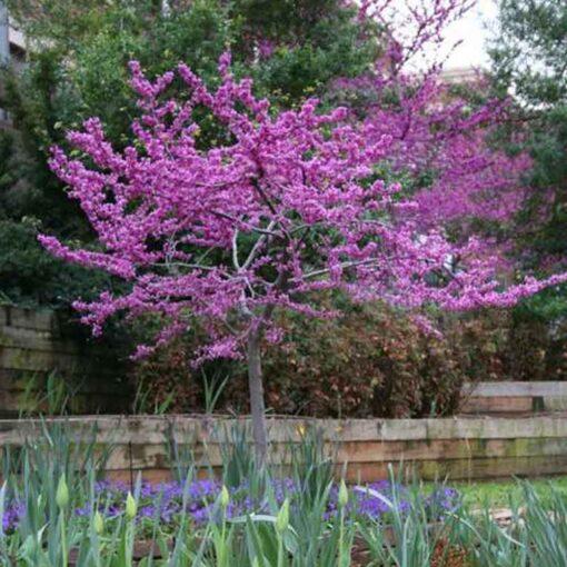 Cercis Canadensis Black Pearl Single Stem - View 12 from www redcrocus com