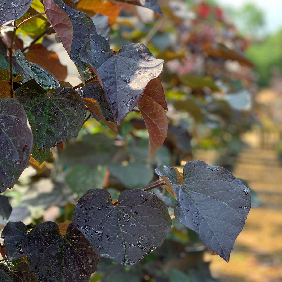 Cercis Canadensis Black Pearl Single Stem - View 13 from www redcrocus com