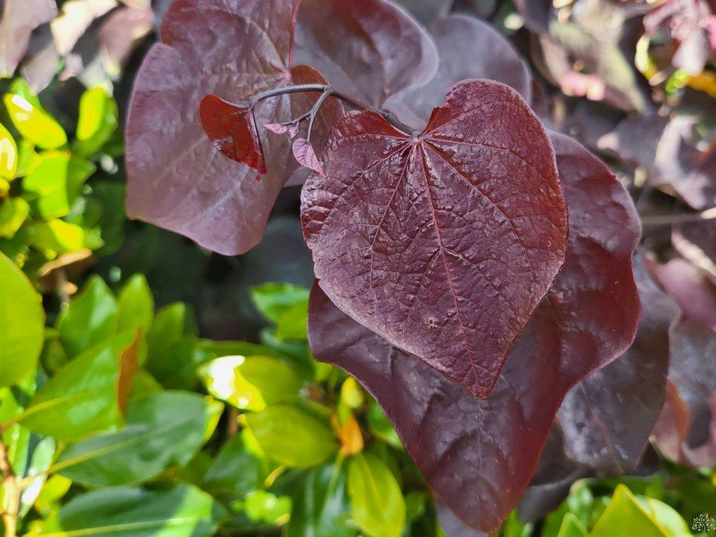 Cercis Canadensis Black Pearl Single Stem - View 14 from www redcrocus com