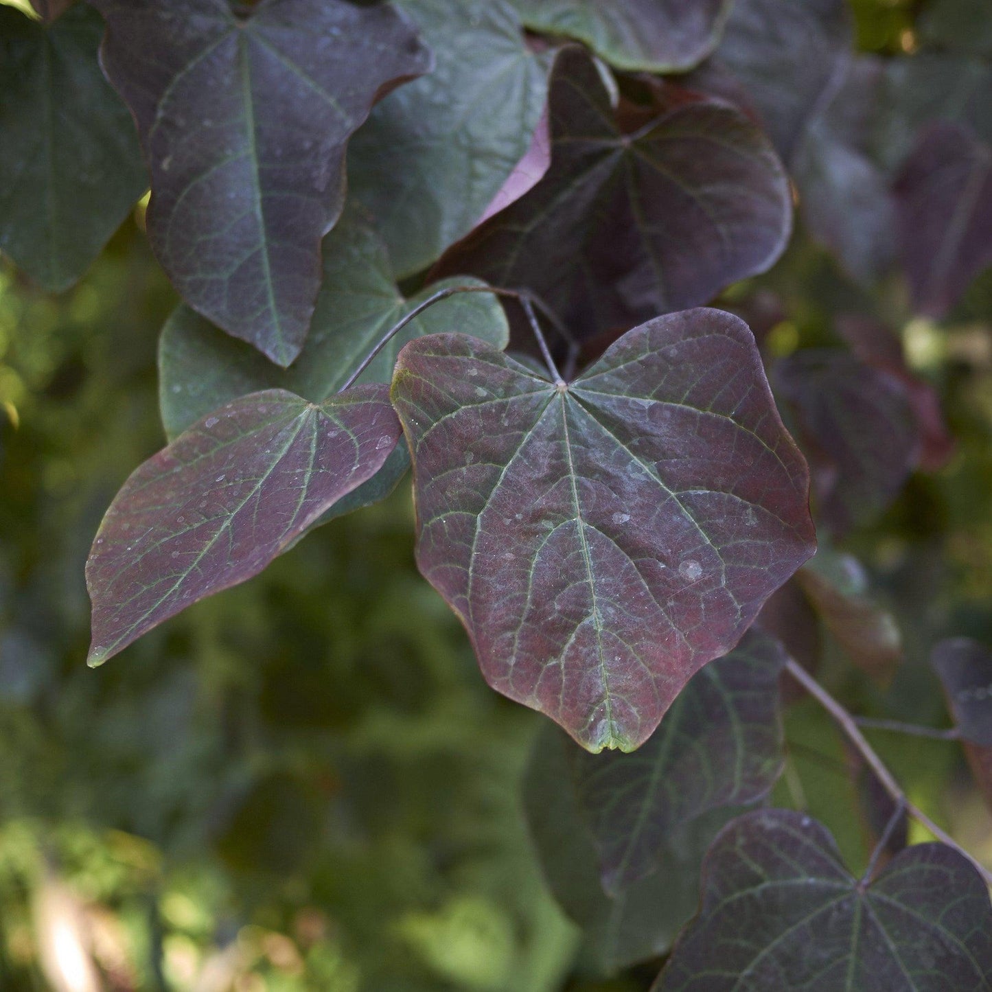 Cercis Canadensis Black Pearl Single Stem - View 16 from www redcrocus com