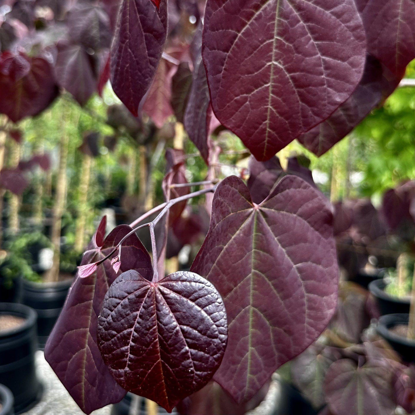 Cercis Canadensis Black Pearl Single Stem - View 18 from www redcrocus com