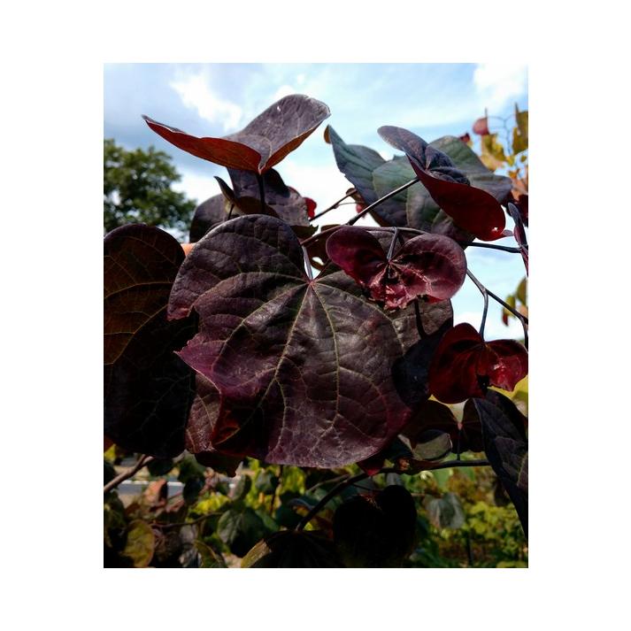Cercis Canadensis Black Pearl Single Stem - View 19 from www redcrocus com