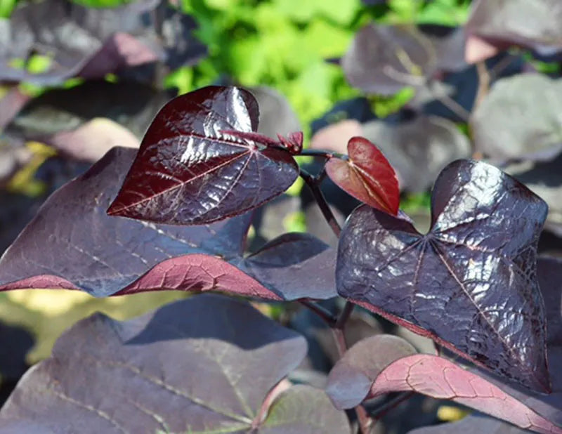 Cercis Canadensis Black Pearl Single Stem - View 4 from www redcrocus com