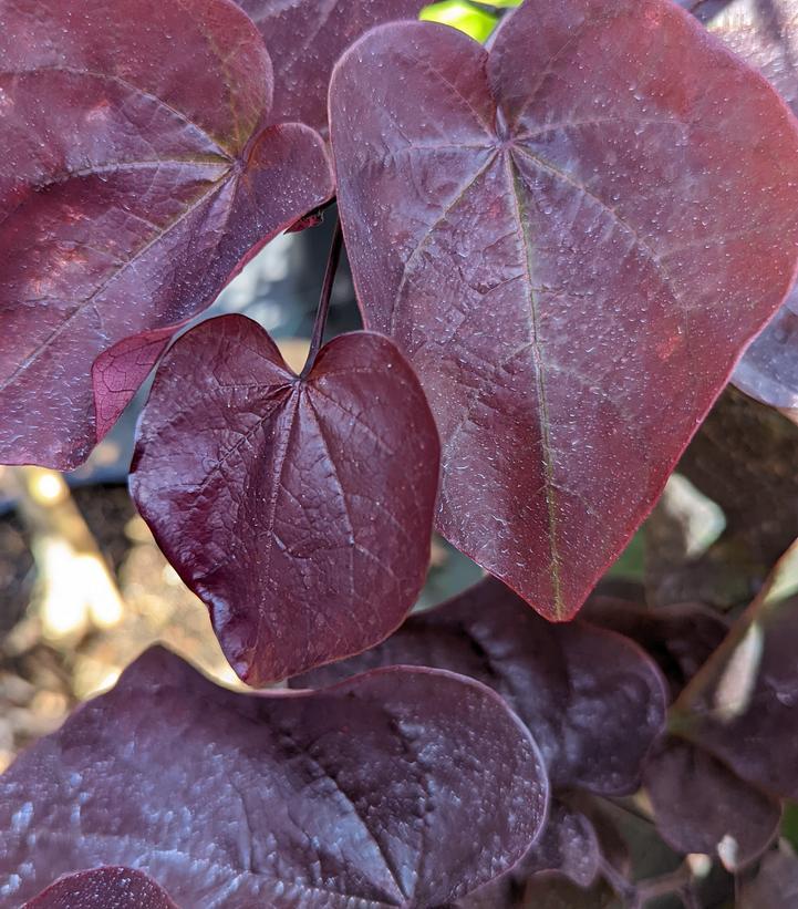 Cercis Canadensis Black Pearl Single Stem - View 6 from www redcrocus com