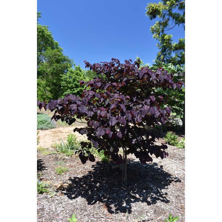 Cercis Canadensis Black Pearl Single Stem - View 7 from www redcrocus com