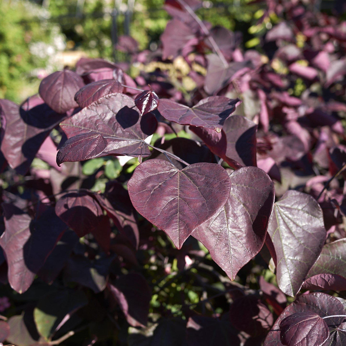 Cercis Canadensis Black Pearl Single Stem - View 8 from www redcrocus com
