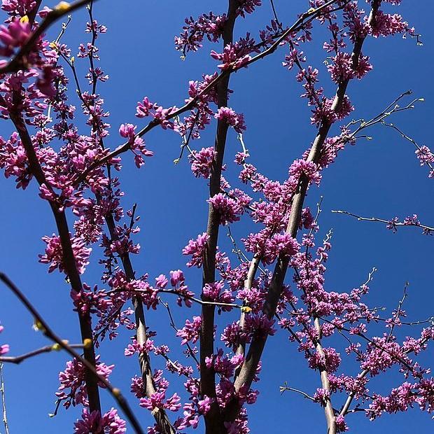 Cercis Canadensis Black Pearl Single Stem - View 9 from www redcrocus com