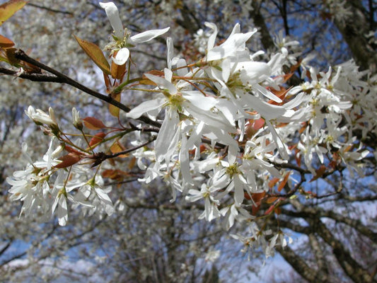 Amelanchier Laevis Spring Flurry Single Stem - View 10 from www redcrocus com