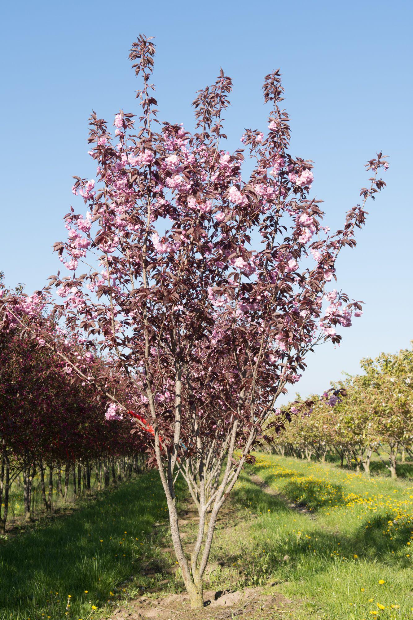 Prunus Serrulata Royal Burgundy Single Stem - View 15 from www redcrocus com