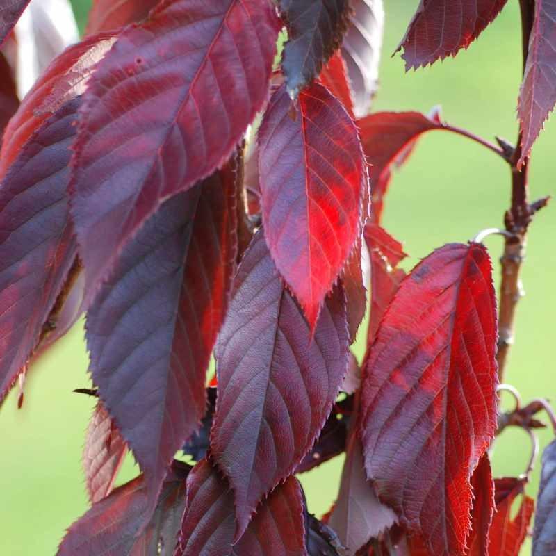 Prunus Serrulata Royal Burgundy Single Stem - View 6 from www redcrocus com