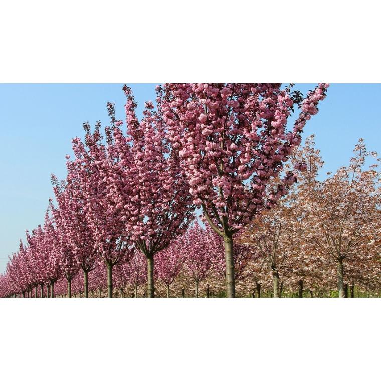 Prunus Serrulata Royal Burgundy Single Stem - View 7 from www redcrocus com