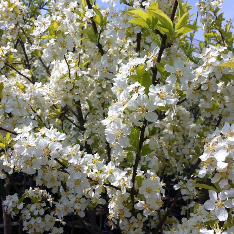Malus Lollipop - View 10 from www redcrocus com