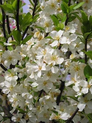 Malus Lollipop - View 12 from www redcrocus com