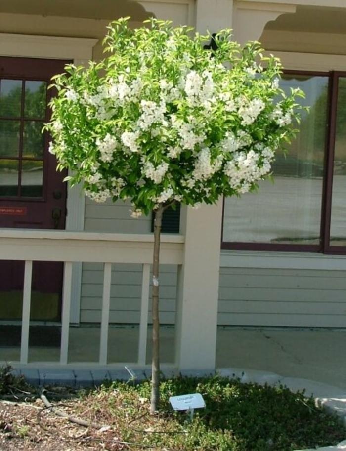 Malus Lollipop - View 13 from www redcrocus com