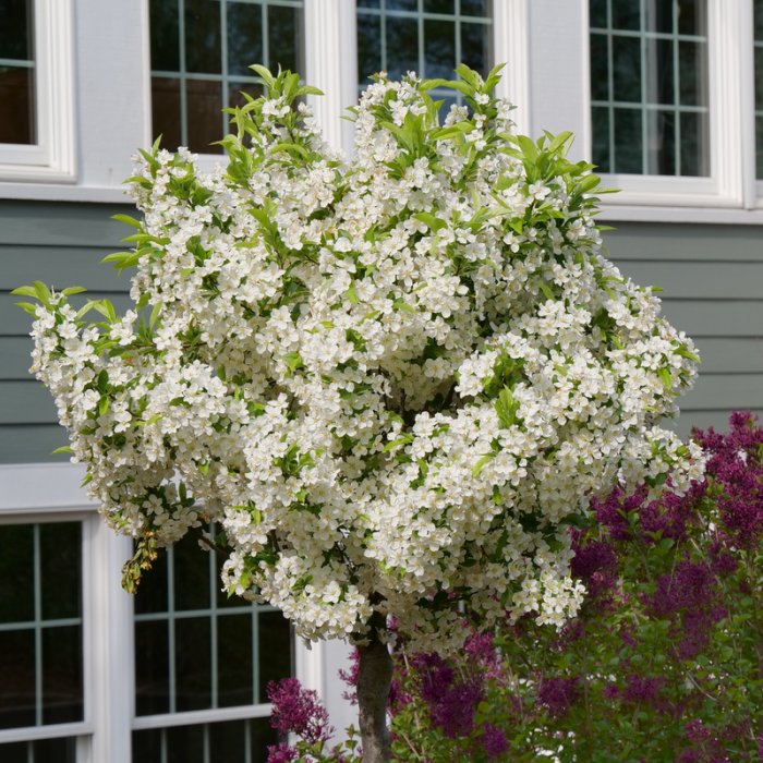 Malus Lollipop - View 13 from www redcrocus com