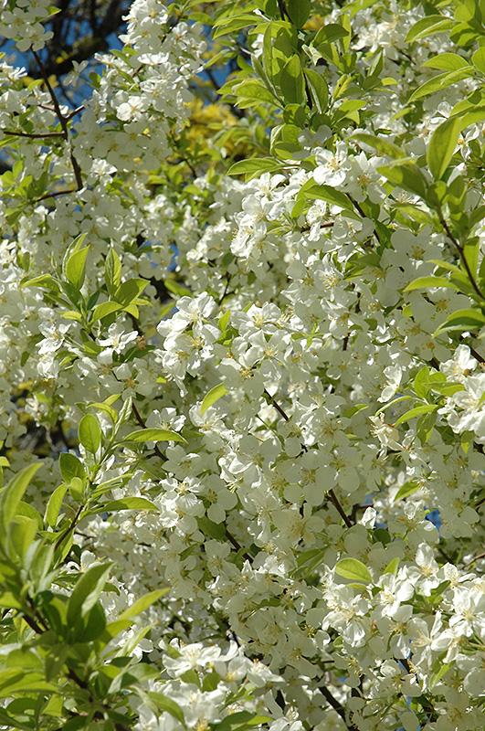 Malus Lollipop - View 16 from www redcrocus com