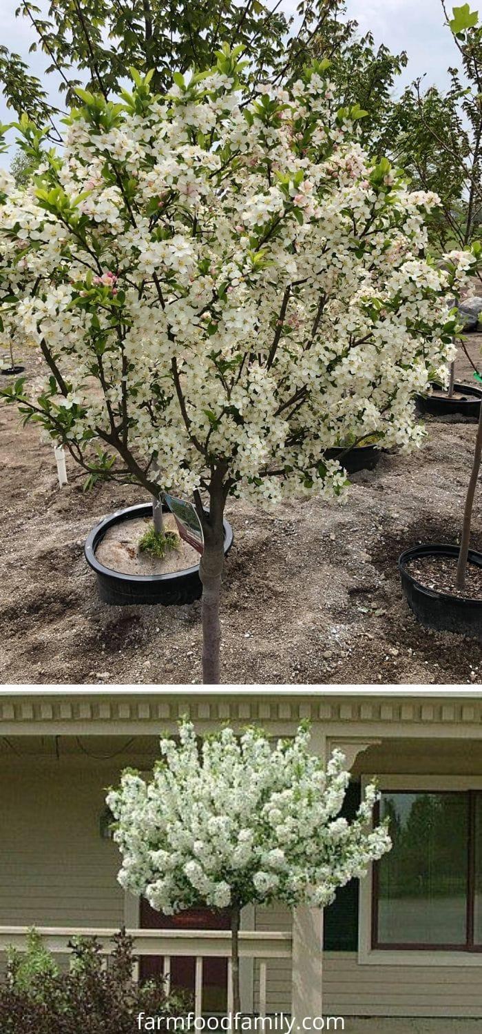 Malus Lollipop - View 17 from www redcrocus com
