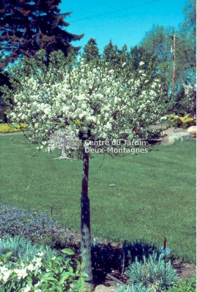 Malus Lollipop - View 19 from www redcrocus com