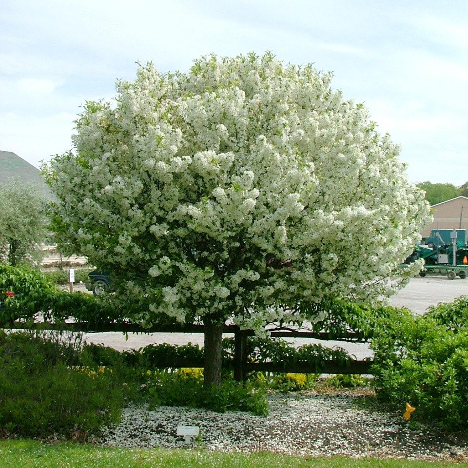 Malus Lollipop - View 2 from www redcrocus com