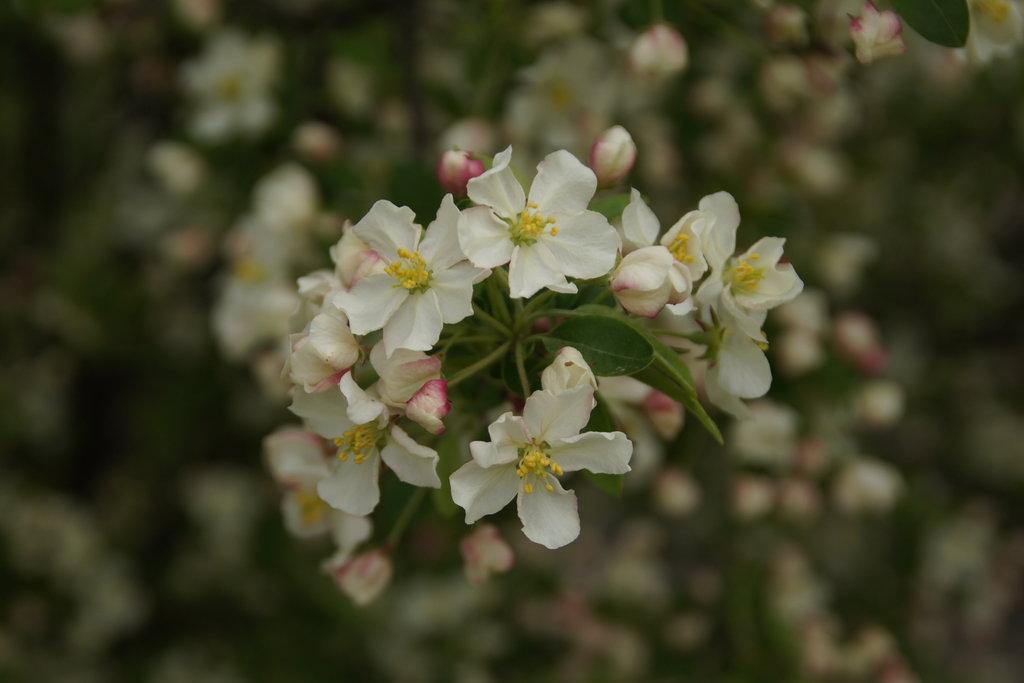 Malus Lollipop - View 3 from www redcrocus com