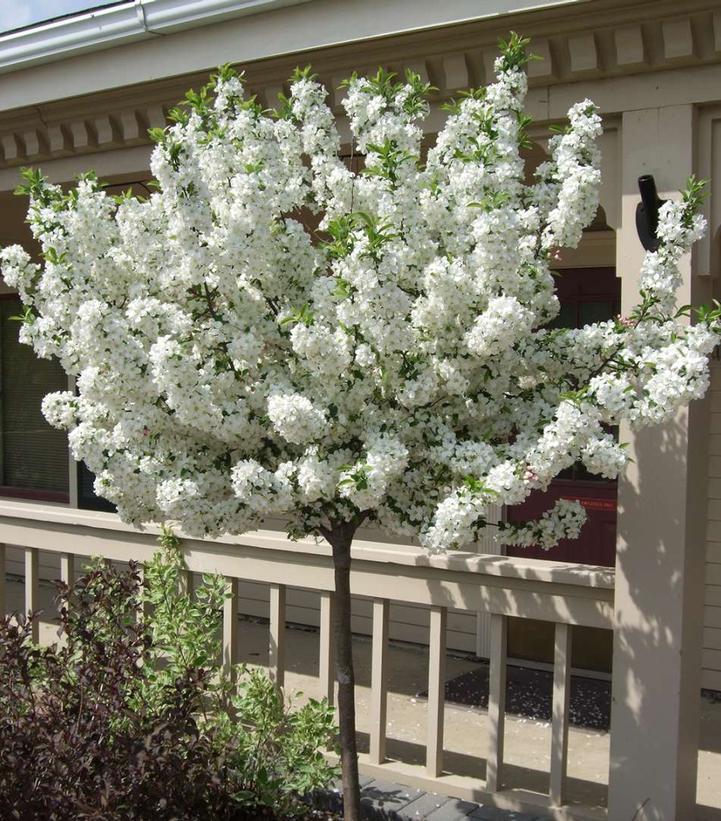 Malus Lollipop - View 4 from www redcrocus com