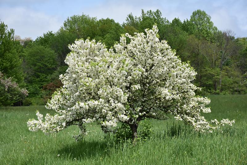 Malus Lollipop - View 5 from www redcrocus com