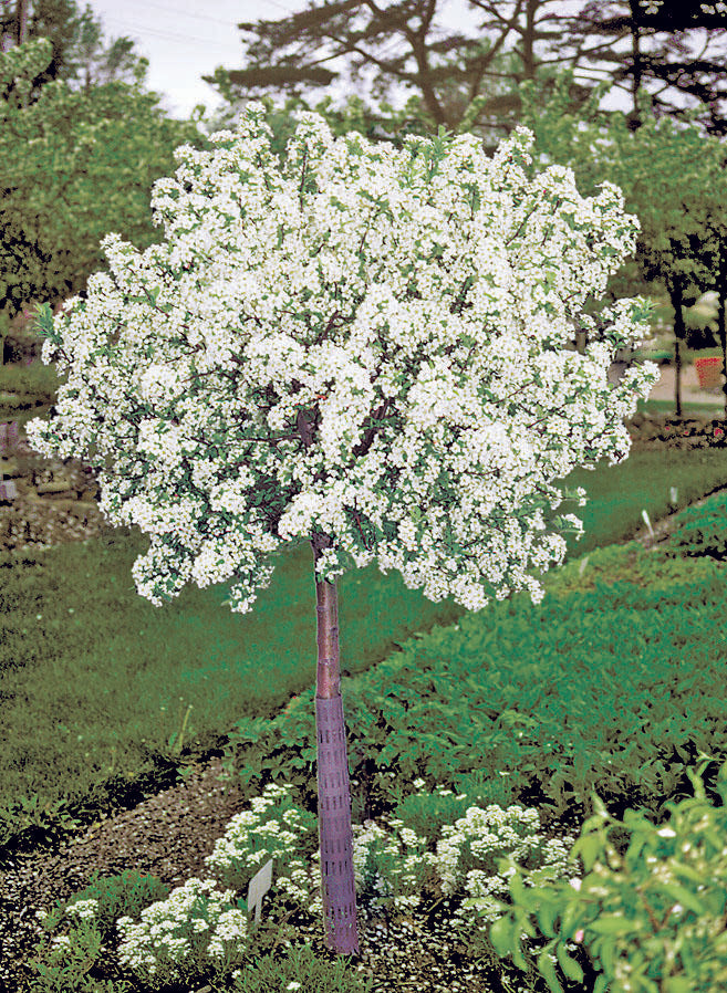 Malus Lollipop - View 6 from www redcrocus com