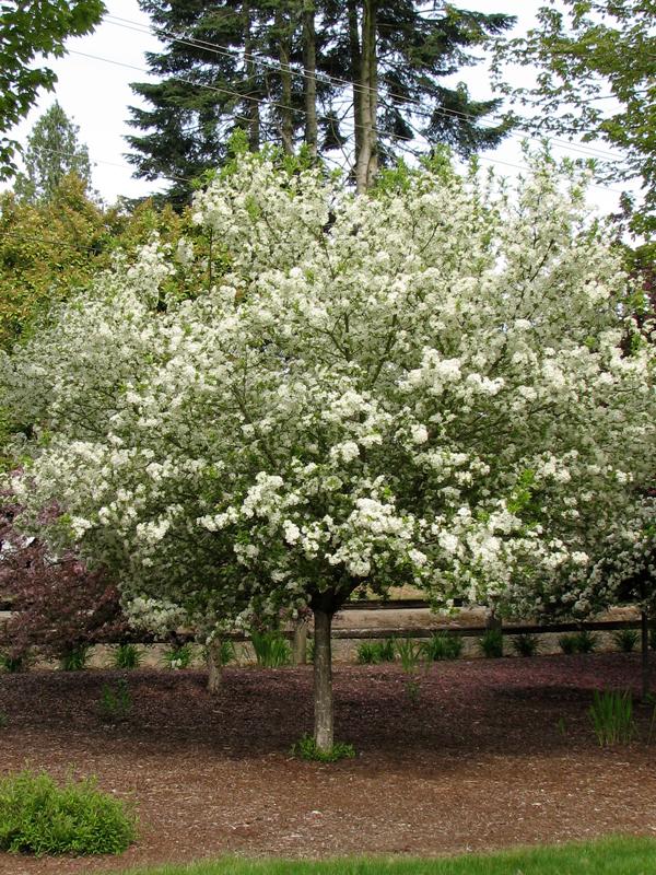 Malus Lollipop - View 7 from www redcrocus com