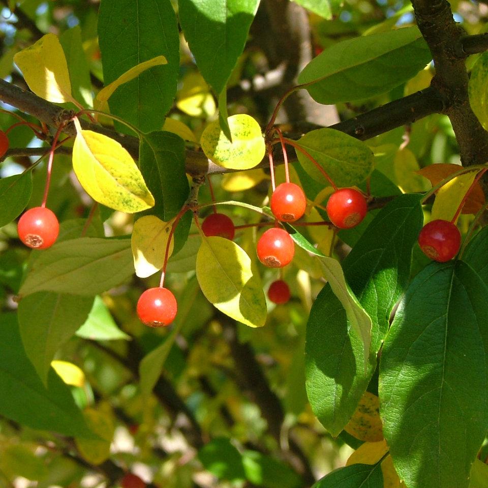 Malus Lollipop - View 8 from www redcrocus com