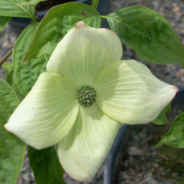 Cornus Rutban Aurora Single Stem - View 19 from www redcrocus com