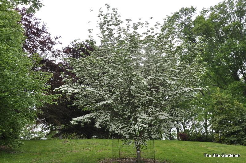Cornus Rutban Aurora Single Stem - View 5 from www redcrocus com