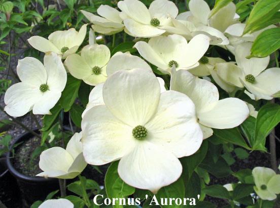Cornus Rutban Aurora Single Stem - View 7 from www redcrocus com