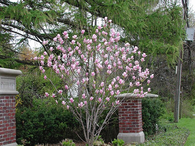 Magnolia Soulangeana Verbanica Tree Form - View 11 from www redcrocus com