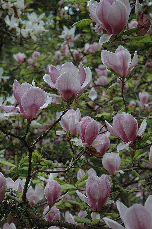 Magnolia Soulangeana Verbanica Tree Form - View 12 from www redcrocus com