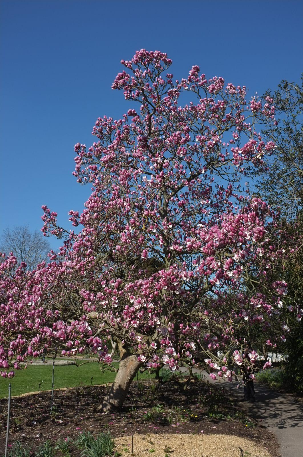 Magnolia Soulangeana Verbanica Tree Form - View 13 from www redcrocus com
