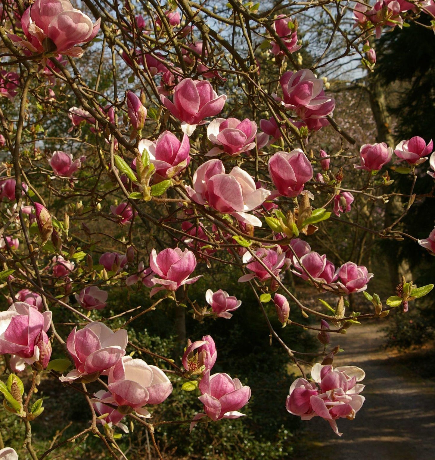 Magnolia Soulangeana Verbanica Tree Form - View 15 from www redcrocus com