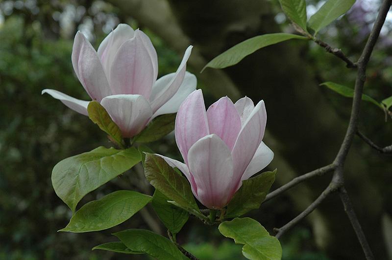 Magnolia Soulangeana Verbanica Tree Form - View 16 from www redcrocus com