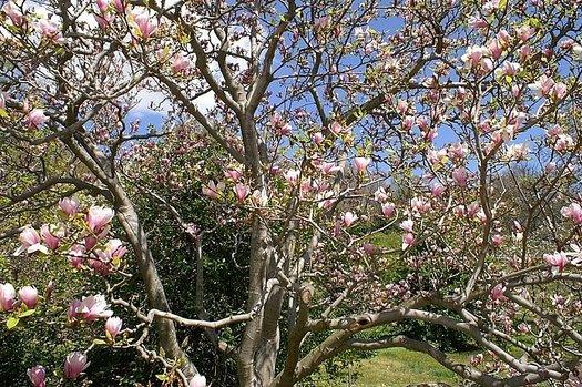 Magnolia Soulangeana Verbanica Tree Form - View 18 from www redcrocus com