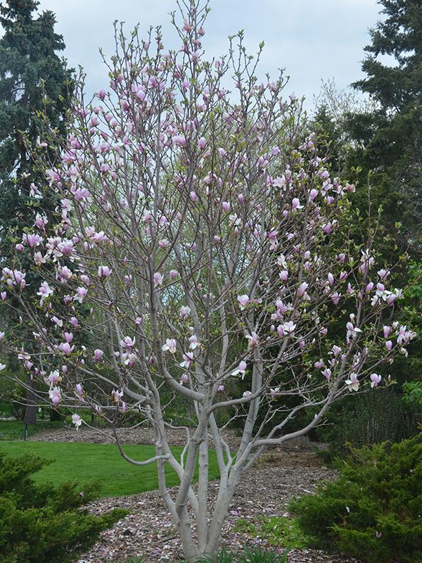 Magnolia Soulangeana Verbanica Tree Form - View 19 from www redcrocus com