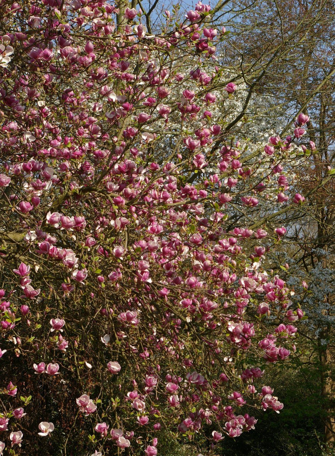 Magnolia Soulangeana Verbanica Tree Form - View 20 from www redcrocus com