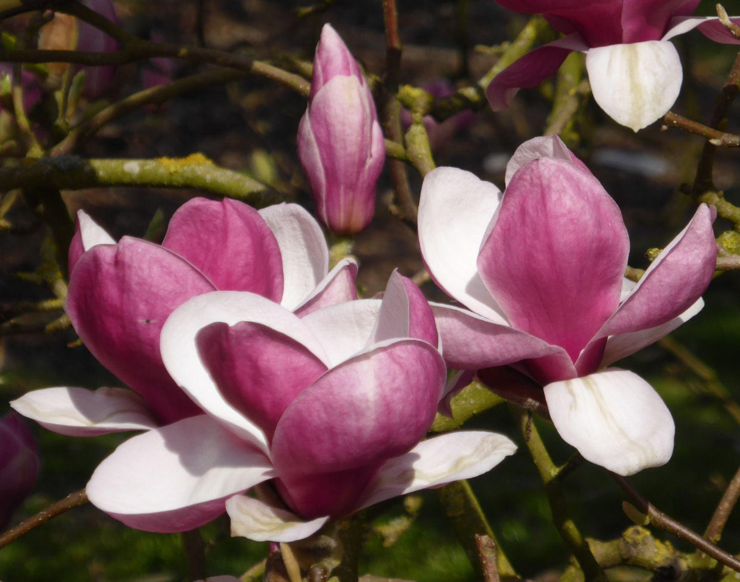 Magnolia Soulangeana Verbanica Tree Form - View 6 from www redcrocus com