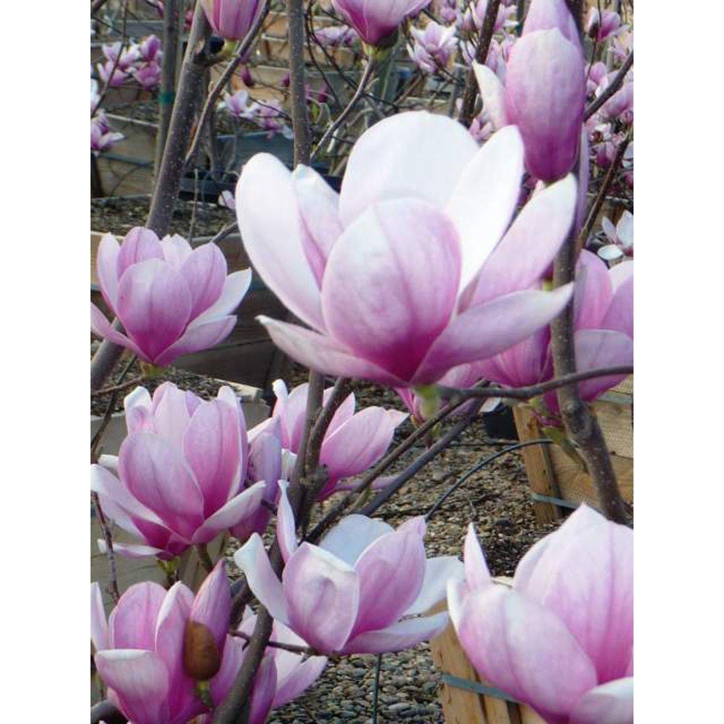 Magnolia Soulangeana Verbanica Tree Form - View 7 from www redcrocus com
