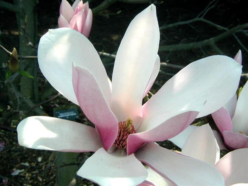 Magnolia Soulangeana Verbanica Tree Form - View 9 from www redcrocus com