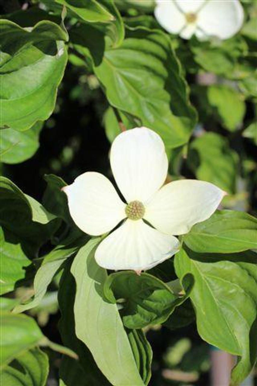 Cornus Venus Single Stem - View 10 from www redcrocus com