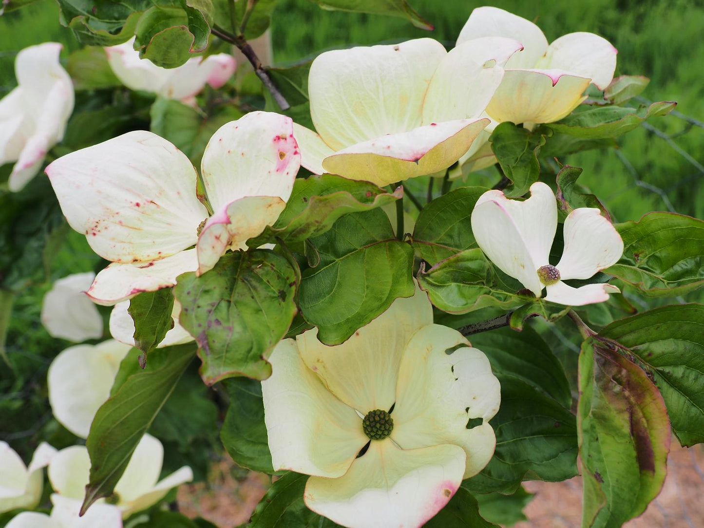 Cornus Venus Single Stem - View 14 from www redcrocus com