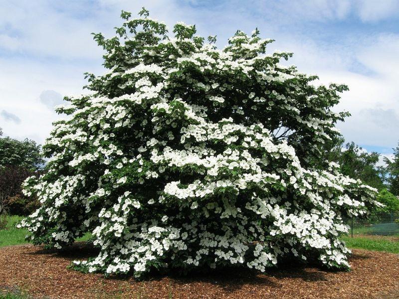 Cornus Venus Single Stem - View 16 from www redcrocus com