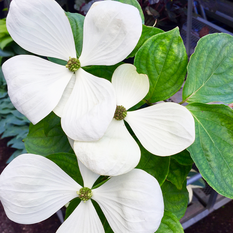 Cornus Venus Single Stem - View 17 from www redcrocus com