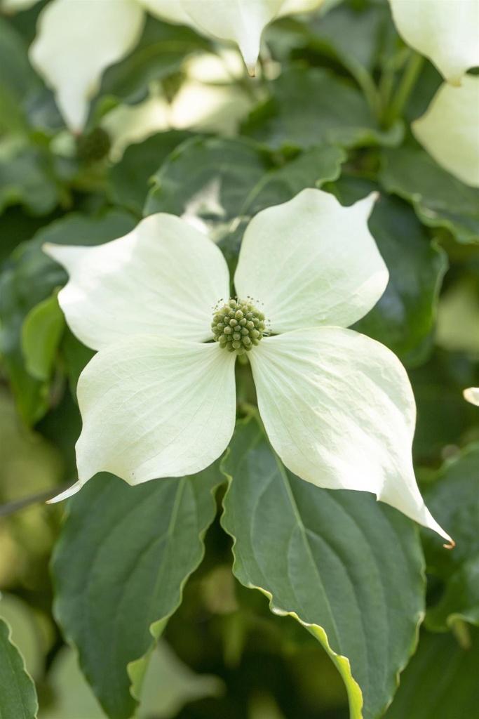 Cornus Venus Single Stem - View 18 from www redcrocus com