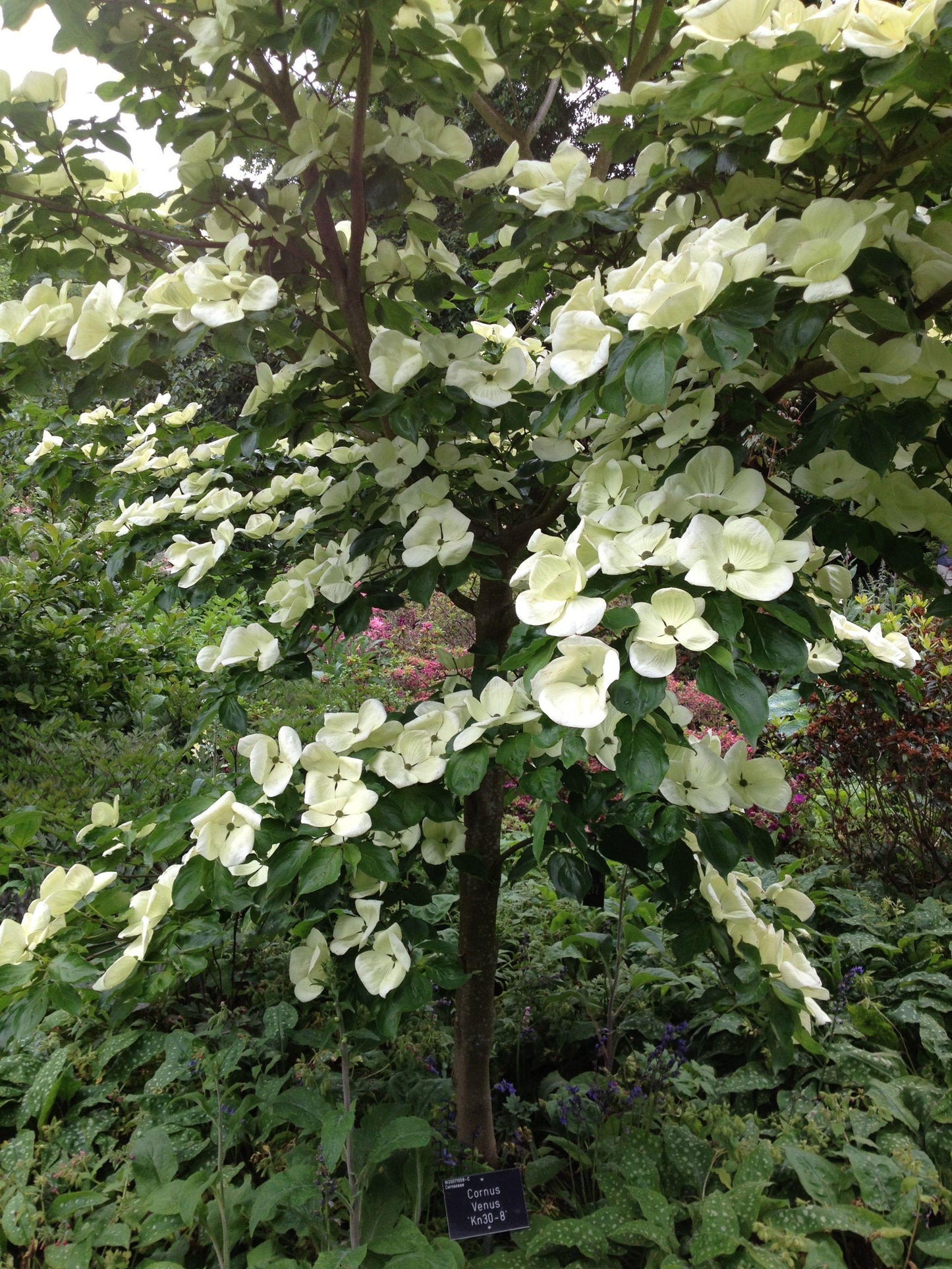 Cornus Venus Single Stem - View 19 from www redcrocus com